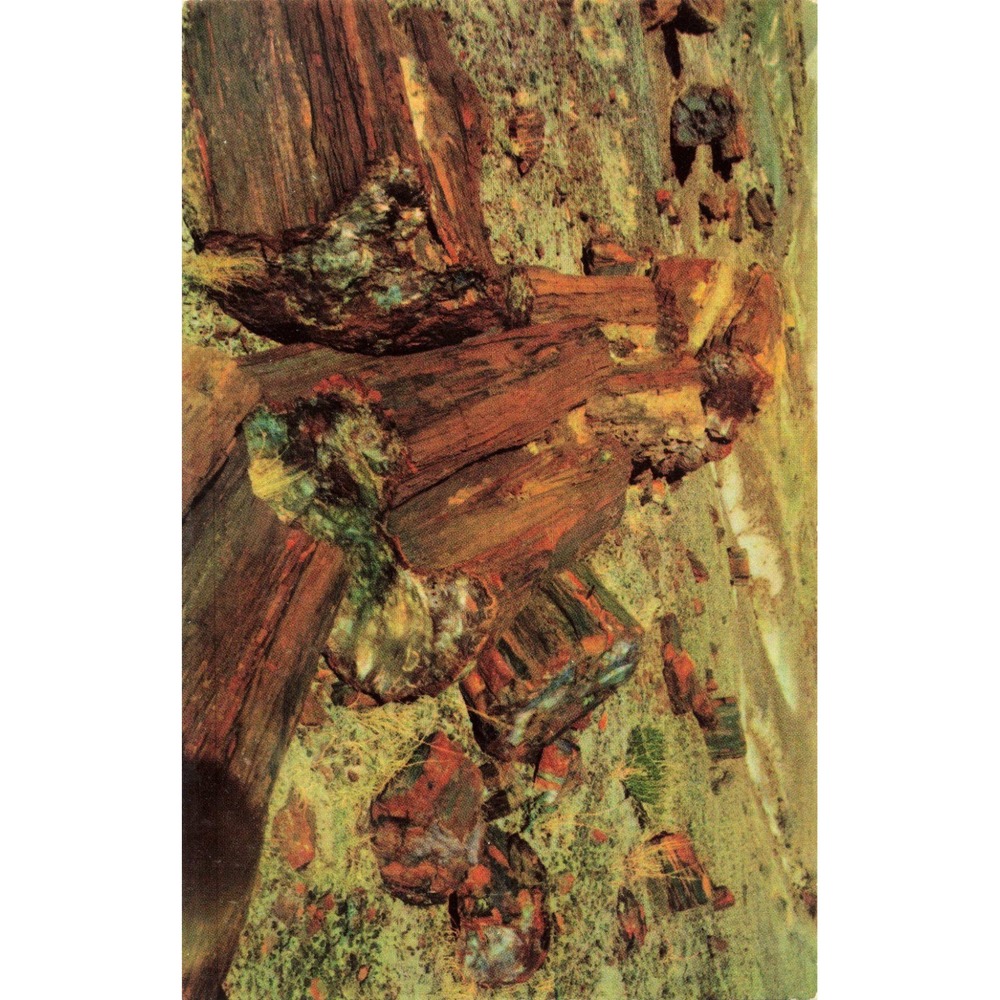 Petrified Forest National Monument Arizona Petrified Wood Highway 66 Postcard - Picture 1 of 2
